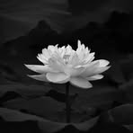 Ung Le - Facebook