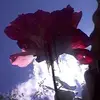 Sharon Ullauri - @sharonullauri - TikTok