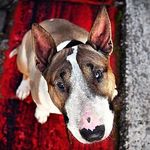 Uriah Heep of Galloway - @nicothebullterrier - Instagram
