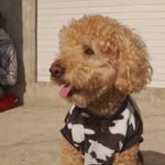 Uriel gross pereira🐶 - @uriel_gross_pereira - Instagram