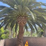 Uriel islas tree care - Facebook