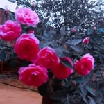 urmi patel - @urmi_patel643 - Instagram
