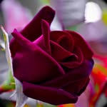 Urooj Naveed - @urooj_7920 - Instagram