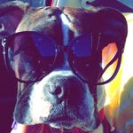Ursula Bean - @ursulabeantheboxer - Instagram