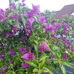 Ursula Bender - @puschni4 - Instagram