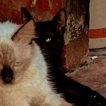 🤍Úrsula 😼 Sirius🖤 - @ursula_black2 - Instagram