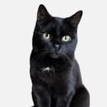 Ursula | rescued black cat - @ursula_theblackcat - Instagram