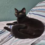 Ursula (Ursy) - @ursula_the_sassy_black_cat - Instagram