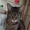 ub - @ursulabusch - TikTok