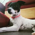 ursula ❤️ - @ursula_foxterrier - Instagram