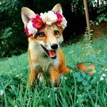 Ursula Fox - @ursulafox73 - Instagram