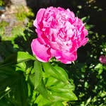 Ursula Lang - @langdiller - Instagram