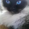 Ursula Lang - @ursula.lang8 - TikTok