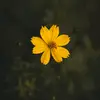 Ursula - @ursula_lang - TikTok