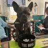 Frank The Frenchie - @ursulamccarthy - TikTok