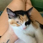 Ursula Moon - @ursula_the_calicat - Instagram