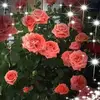 Ursula Moran453 - @ursulamoran1 - TikTok