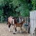 Ursula Moser - Facebook