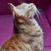Ursula Nagy - Facebook