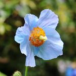 Ursula Neumann - @bloomvancouver - Instagram