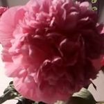 Ursula Otto - @ursula.otto.399 - Instagram