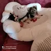 Lara_ Marlon - @ursulaotto - TikTok