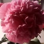 Ursula Otto - @ursula.otto.399 - Instagram