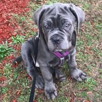 Ursula Peppercorn - @that_mastiff_ursula - Instagram