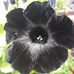 Ursula Pratt - Facebook