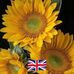 Ursula Randall - Facebook