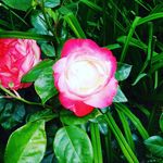 Ursula Richter - @uschi.roediger - Instagram