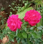 Usha Gopalakrishnan - Facebook