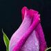 Usha Rai - Facebook