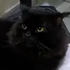 Usha Satish - @ushasatish01 - TikTok