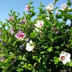 Uwe Borchert - @trucksman224 - Instagram