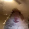 kirschbaum - @kirschbaum3 - TikTok