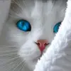 Uzma Hamid - @uzma.hamid01 - TikTok