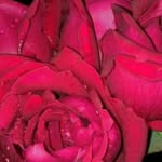 uzma mirza - @uzmabaig65 - Instagram