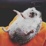 Инна Вайс - @vais_inna - Instagram