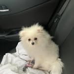 Valerie Beasley - @posh_poms_uk - Instagram