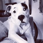 Val Capone - @bestrescue773 - Instagram