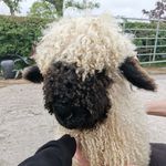 Corley Valais 🐑 - @corleyvalais - Instagram