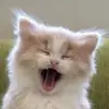 Craig n Val - @craignval - TikTok