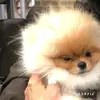 val - @val.goodman - TikTok