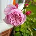 Val Harrison - Facebook