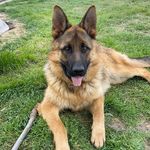 VALTER 🐾 - @valter.hogan - Instagram