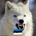Valge Hunt - Facebook