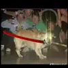 9-70-981 - @parzival._.knight - TikTok