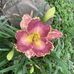 Valerie Magee - Facebook