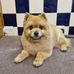 Val Mason Dog Grooming - Facebook